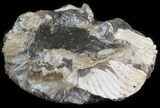 Wide Kosmoceras Ammonite - England #42658-1